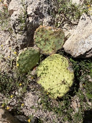 Opuntia caboensis