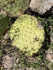 Opuntia caboensis