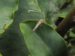 Stathmopoda melanochra