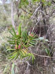 Darwinia procera