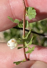 Serjania spinosa