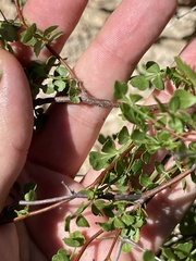 Serjania spinosa