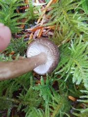 Lactarius fallax