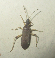 Dicranocephalus caffer