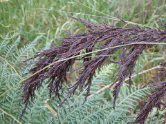 Gahnia radula