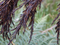 Gahnia radula