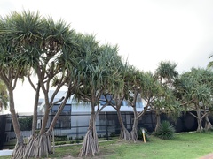 Pandanus tectorius