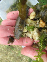 Gobiomorphus gobioides