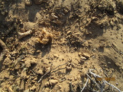 Macledium relhanioides