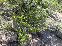 Bursera cerasiifolia