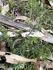 Pultenaea pedunculata