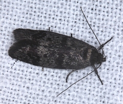 Barea subviridella