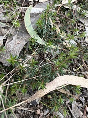 Pultenaea pedunculata