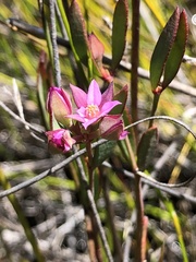 Boronia parviflora