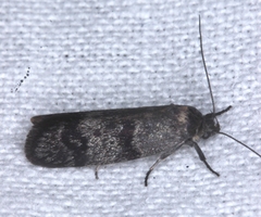 Barea subviridella