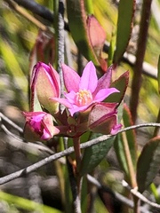 Boronia parviflora