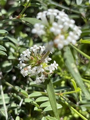 Mitracarpus floribundus