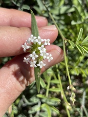 Mitracarpus floribundus