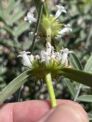 Mitracarpus floribundus