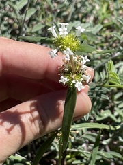 Mitracarpus floribundus