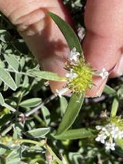 Mitracarpus floribundus