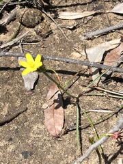 Tricoryne simplex