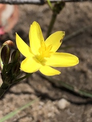 Tricoryne simplex