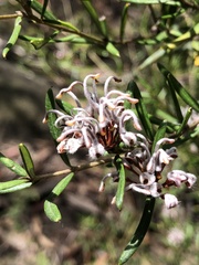 Grevillea sphacelata