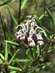 Grevillea sphacelata