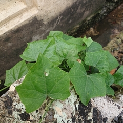 Coccinia grandis