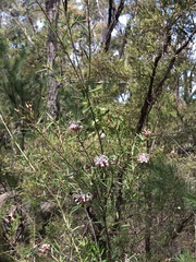 Grevillea sphacelata