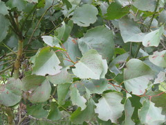 Eucalyptus baueriana