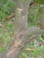 Eucalyptus baueriana