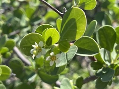 Euphorbia hindsiana