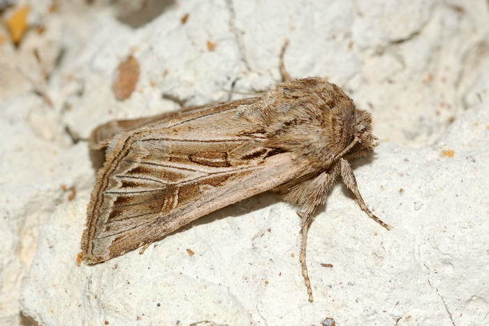 Anarta actinobola