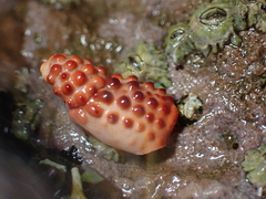 Paraxanthias taylori
