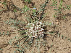 Astragalus scabrisetus