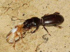 Scarites bucida