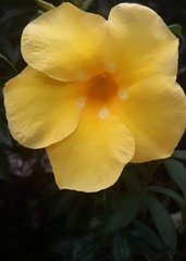 Allamanda schottii