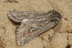 Ctenoceratoda khorgossi