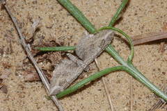 Eupithecia ochridata