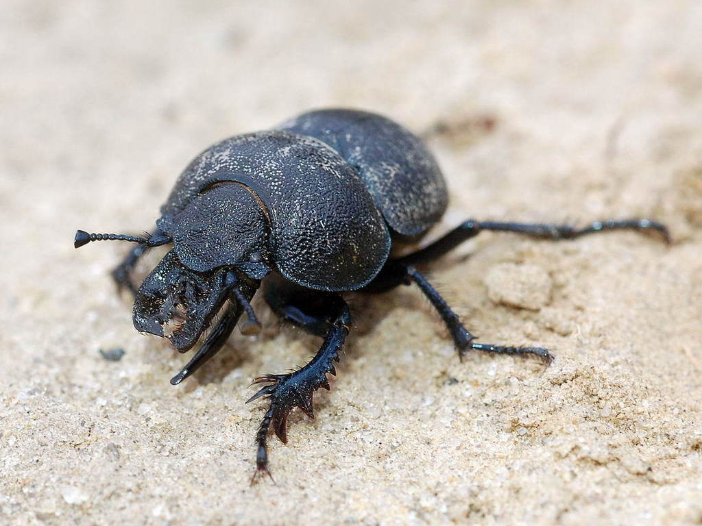 Lethrus karelini