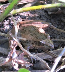 Ptychadena oxyrhynchus