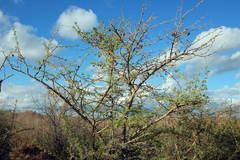 Halimodendron halodendron