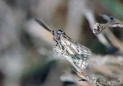 Phyllometra culminaria