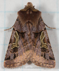 Cerastis enigmatica