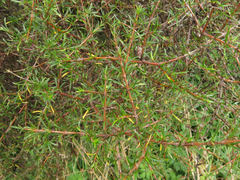 Coprosma rugosa
