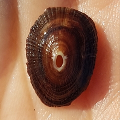 Fissurella nubecula