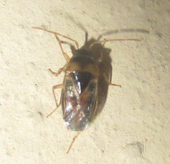 Stilbocoris