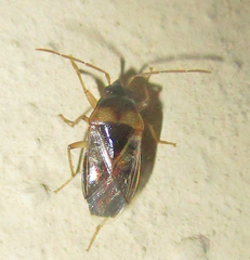 Stilbocoris